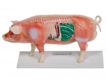 猪体针灸模型（动物针灸模型）